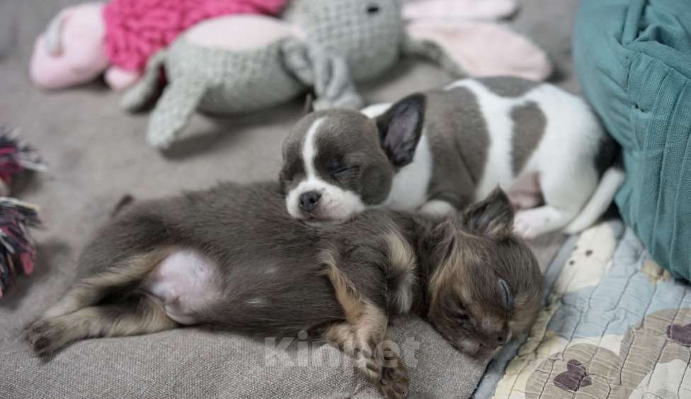 Собаки в Казани: Голубо-подпалый мальчик чихуахуа Мальчик, 50 000 руб. - фото 5