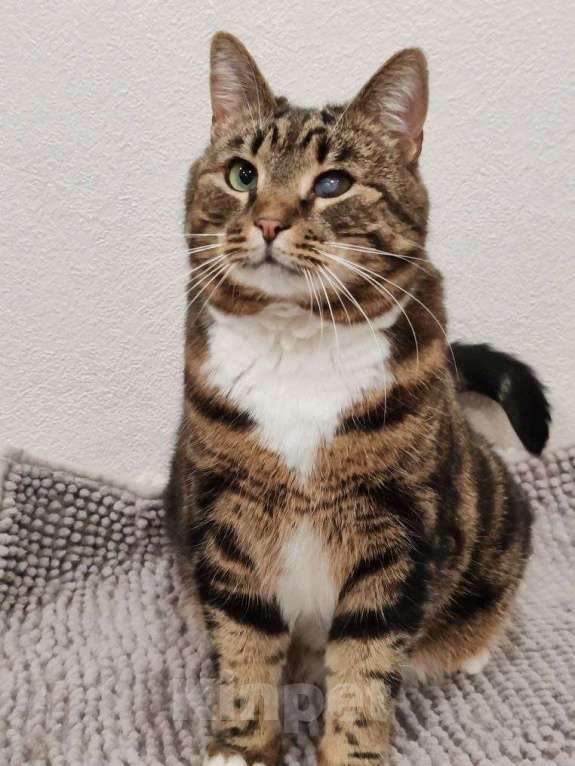 Кошки в Москве: Василиса: уютная булочка с мраморной шубкой ищет семью Девочка, Бесплатно - фото 7