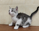Кошки в Кургане: Манчкин котята из питомника,от ветеринара. Мальчик, 35 000 руб. - фото 2