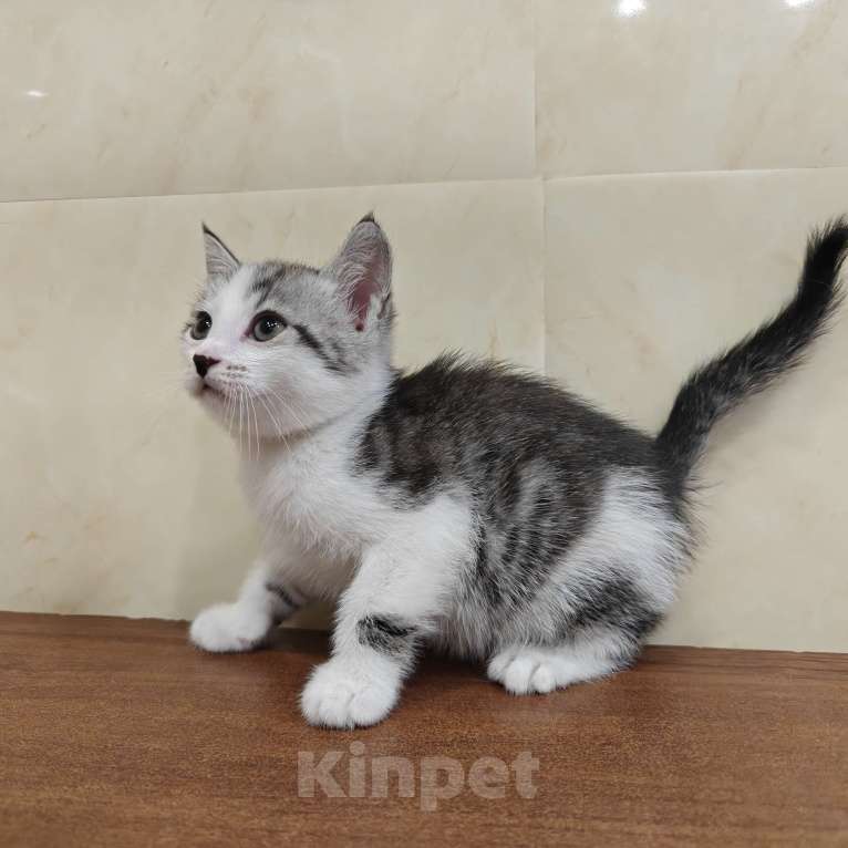 Кошки в Кургане: Манчкин котята из питомника,от ветеринара. Мальчик, 35 000 руб. - фото 2