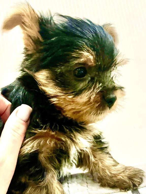 Собаки в Ростове-на-Дону: Йоркширский терьер мальчик (мелкий стандарт) Мальчик, 15 000 руб. - фото 2