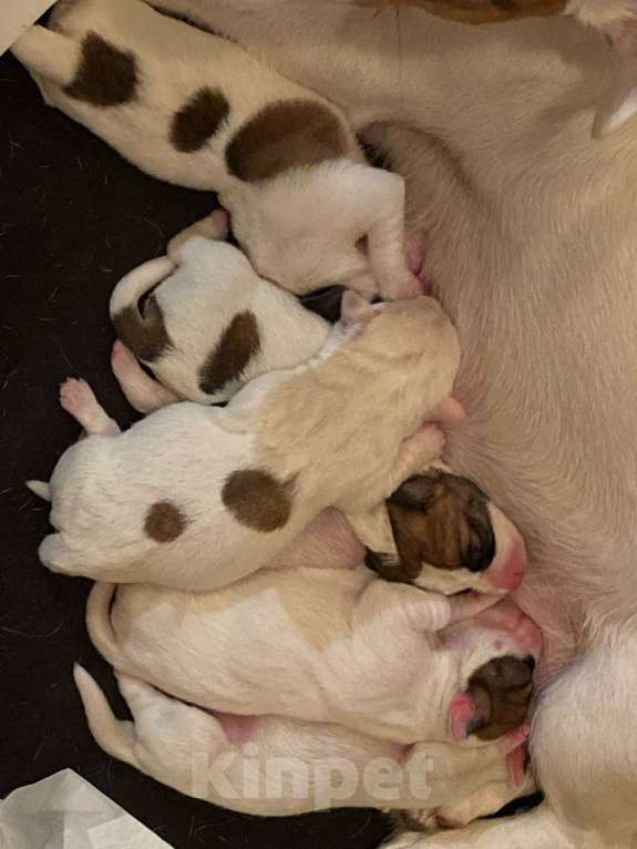 Собаки в Омске: щенки джек-рассел терьер с документами Девочка, 37 000 руб. - фото 2