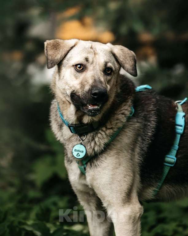 Собаки в Москве: Вини продолжает ждать.. Мальчик, Бесплатно - фото 5