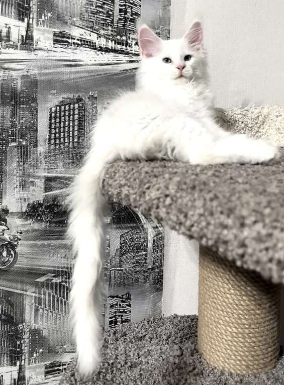 Кошки в Новосибирске: Полидакт мейй-кун белый Мальчик, 80 000 руб. - фото 4