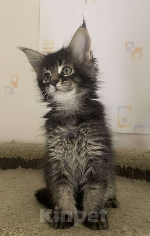 Кошки в Пушкино: КОТЯТА МЕЙН-КУН Мальчик, 45 000 руб. - фото 3