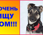 Собаки в Москве: Найди щенок ищет дом  Девочка, 1 руб. - фото 1