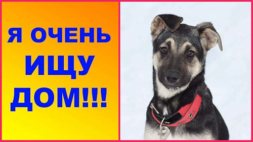 Объявление: Найди щенок ищет дом , 1 руб., Москва
