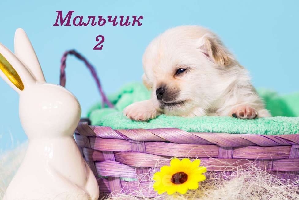 Собаки в Казани: Щенки чихуахуа Мальчик, 50 000 руб. - фото 1