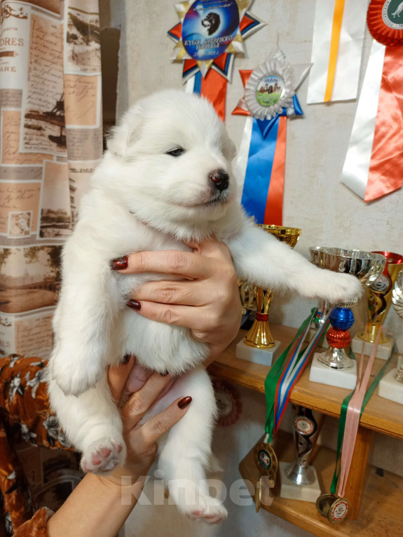 Собаки в Мосальске: Мишутки самоедики Девочка, 25 000 руб. - фото 2