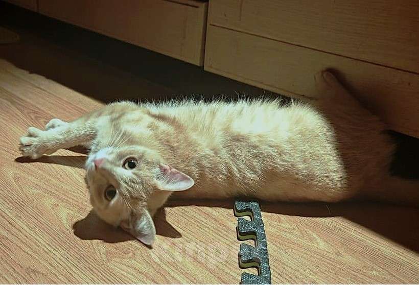 Кошки в Москве: Самый Рыжий Рыжий Кот!  Мальчик, 100 руб. - фото 6