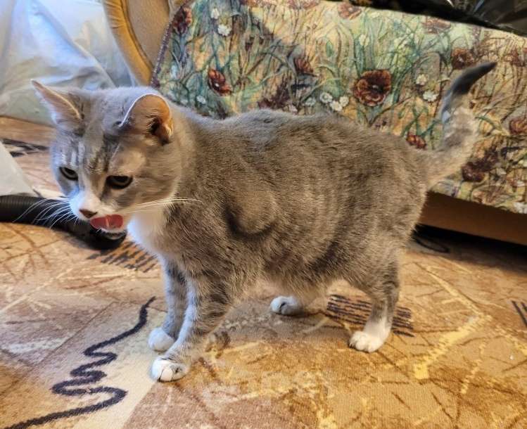 Кошки в Москве: Кошка в добрые руки Девочка, Бесплатно - фото 3