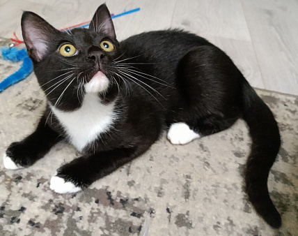 Котенок в добрые руки