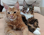 Кошки в Усть-Катающем: котята Мeйн-кун. Разнополые, Бесплатно - фото 1