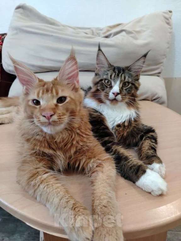 Кошки в Усть-Катающем: котята Мeйн-кун. Разнополые, Бесплатно - фото 1