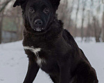 Собаки в Москве: Благородная истинная леди Люся (Люси) в поисках дома, 9 месяцев. Девочка, 1 руб. - фото 1