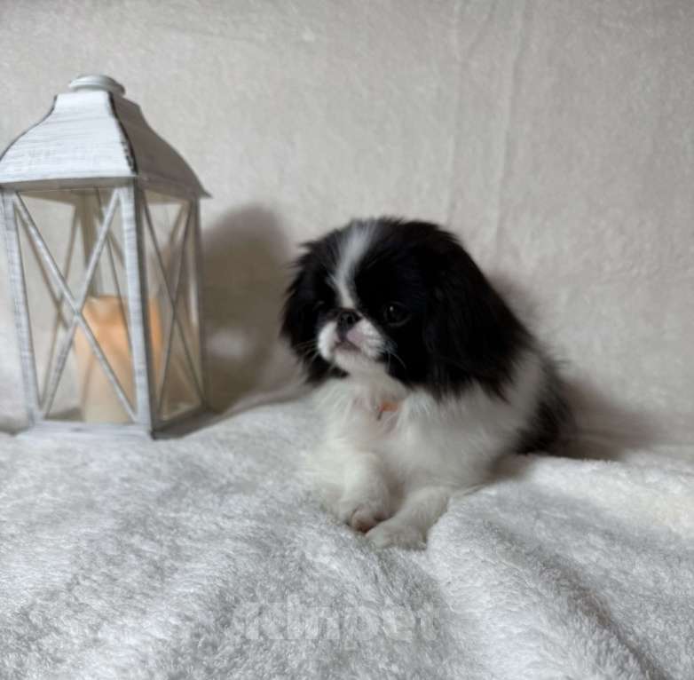 Собаки в Москве: Щенок японского хина Девочка, 40 000 руб. - фото 2