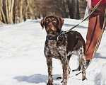Собаки в Москве: Немецкий дратхаар Линда в добрые руки Девочка, Бесплатно - фото 5