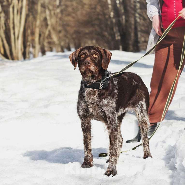 Собаки в Москве: Немецкий дратхаар Линда в добрые руки Девочка, Бесплатно - фото 5
