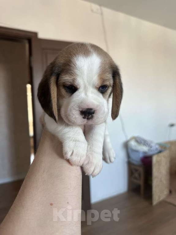 Собаки в Омске: Бигль щенки. РКФ Девочка, 50 000 руб. - фото 3