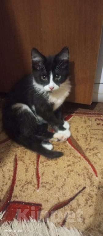 Кошки в Москве: Кошечка Умка Девочка, 100 руб. - фото 1