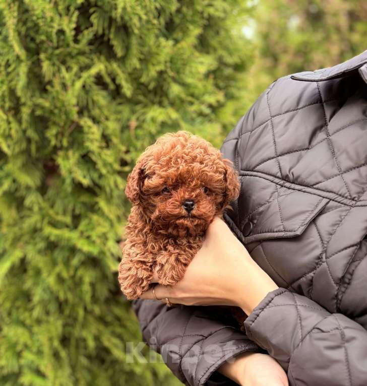 Собаки в Санкт-Петербурге: Щенок той-пудель Мальчик, 150 000 руб. - фото 3