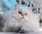 Кошки в Владивостоке: Британский котёнок. Нежное облачко Мальчик, 60 000 руб. - фото 2