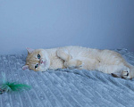 Кошки в Москве: Кошка британская золотая шиншилла  Девочка, 40 000 руб. - фото 2