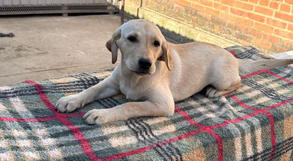 Собаки в Краснодаре: Щенки лабрадора палевые ркф  Девочка, 25 000 руб. - фото 4