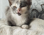 Кошки в Белово: Котёнок в добрые руки Девочка, Бесплатно - фото 2