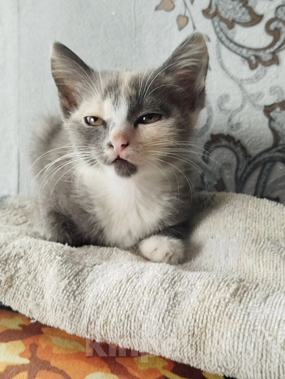 Кошки в Белово: Котёнок в добрые руки Девочка, Бесплатно - фото 2
