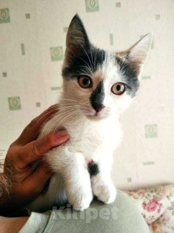 Кошки в Москве: Домашнего котенка выкинули! Срочный поиск дома Девочка, Бесплатно - фото 3