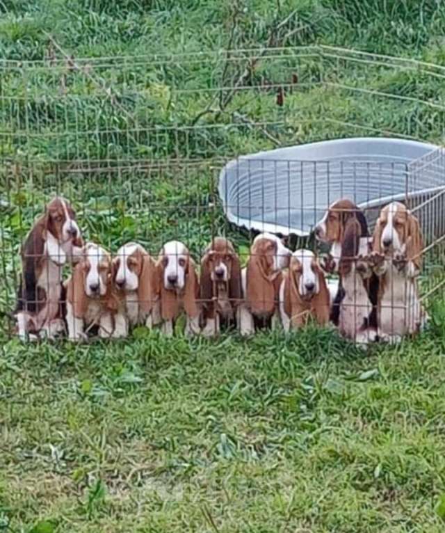 Собаки в Москве: Щенки бассет - хаунда Мальчик, 65 000 руб. - фото 4