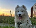 Собаки в Бердске: щенок самоедской лайки( самоед) Девочка, 10 000 руб. - фото 1