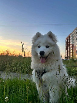 Объявление: щенок самоедской лайки( самоед), 10 000 руб., Бердск