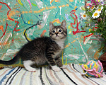 Кошки в Калуге: Крепыш Жорик — полосатый позитив. Котенок 2 мес в добрые руки. Мальчик, Бесплатно - фото 2