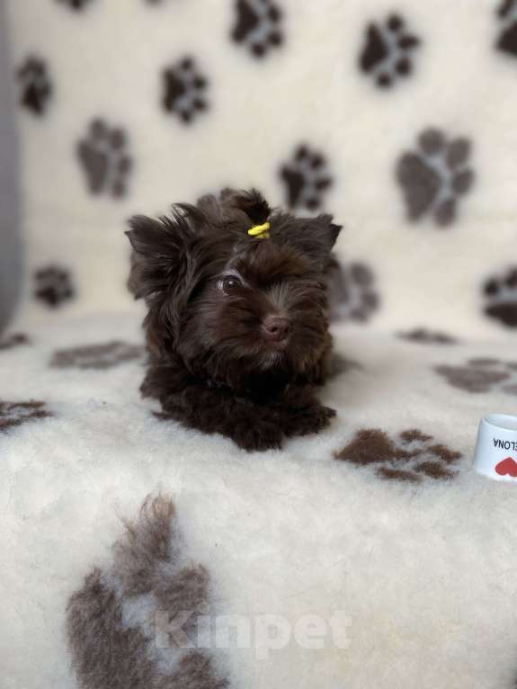 Собаки в Москве: Шоколадный йорк Девочка, Бесплатно - фото 2