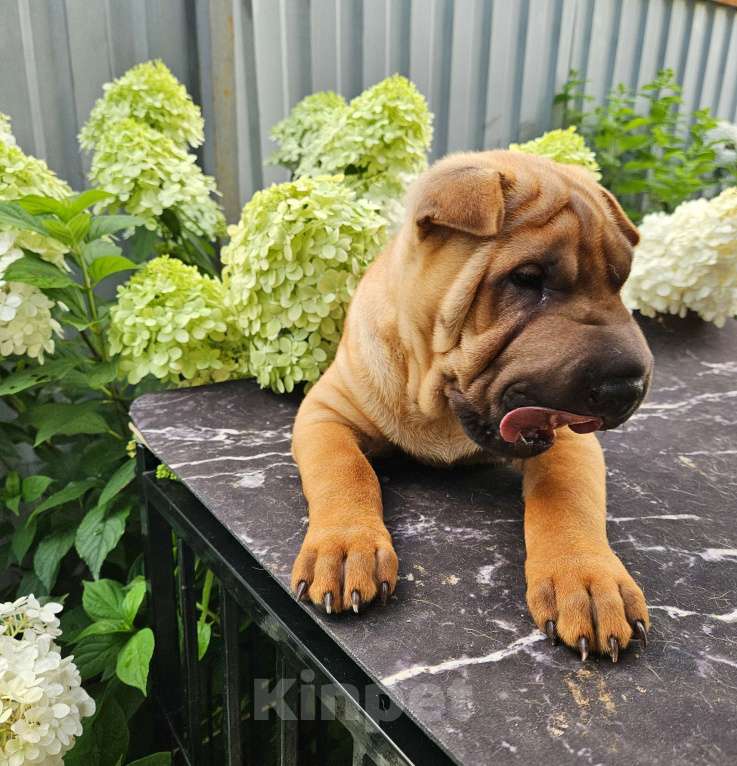 Собаки в других городах Московской области: Шарпей, щенок шарпея Мальчик, 60 000 руб. - фото 6