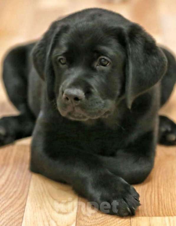 Собаки в Москве: Счасть Вашего Дома Девочка, 60 000 руб. - фото 4