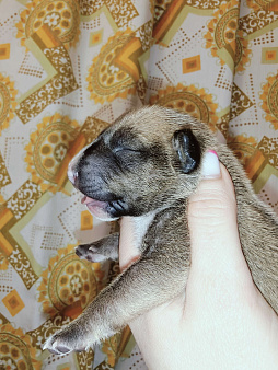 Бультерьер стандартный, щенок