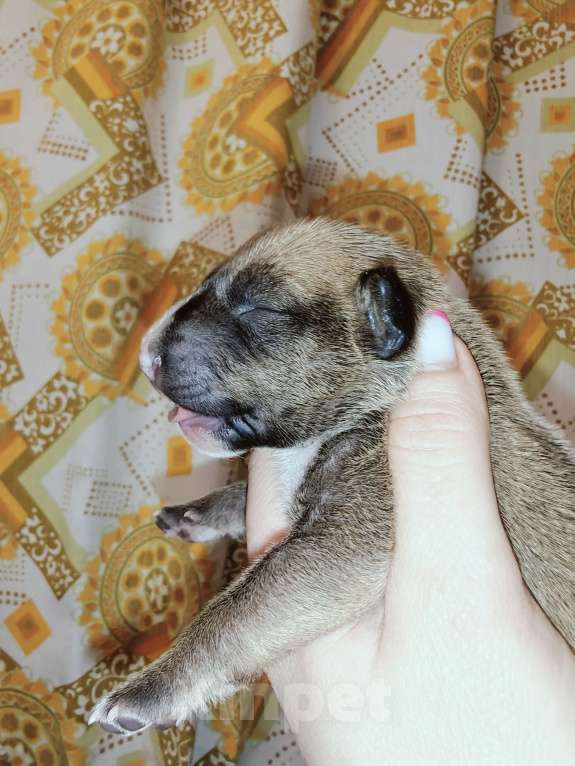 Собаки в Москве: Бультерьер стандартный, щенок Мальчик, Бесплатно - фото 1