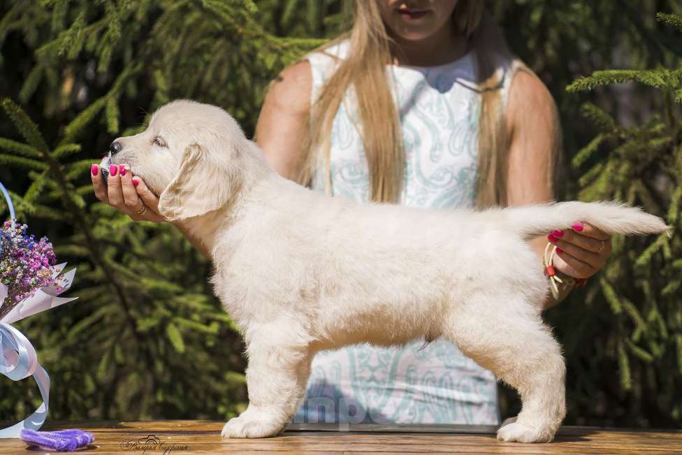 Собаки в Москве: Золотисты ретривер щенок Мальчик, 60 000 руб. - фото 3