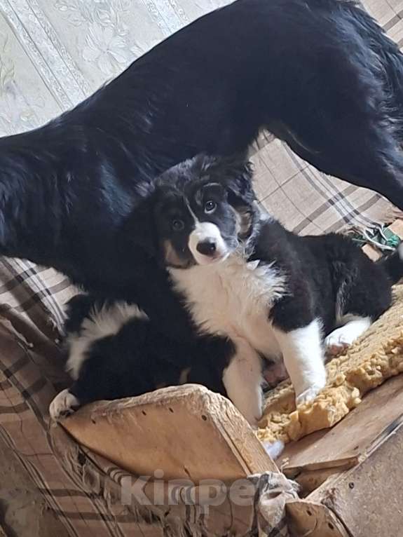 Собаки в Ногинске: Малыш  Мальчик, Бесплатно - фото 1