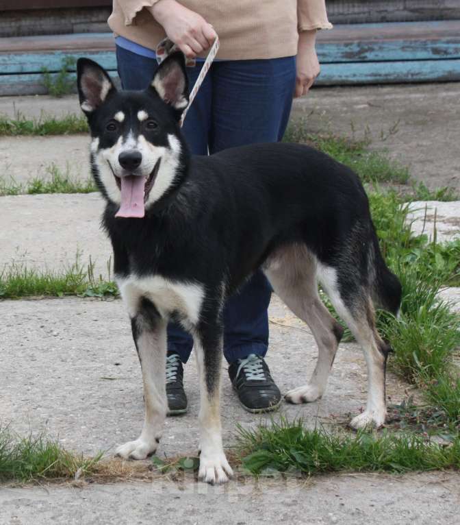 Собаки в Москве: Кекс в поисках своей родной семьи  Мальчик, Бесплатно - фото 9