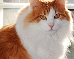 Кошки в Москве: Роскошный пушистый крупный рыжий кот Джемм в дар Мальчик, Бесплатно - фото 1