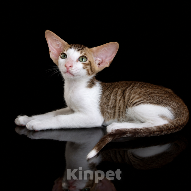 Кошки в Волгограде: Ориентальный мальчик Мальчик, 70 000 руб. - фото 5