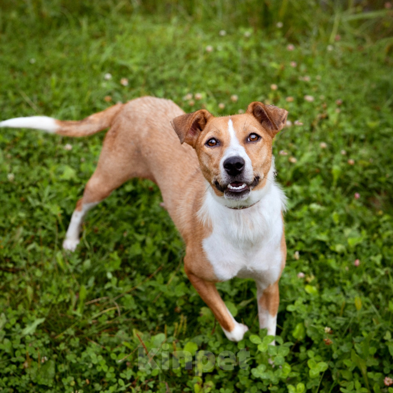 Собаки в Солнечногорске: Небольшая собачка в добрые руки Девочка, Бесплатно - фото 1