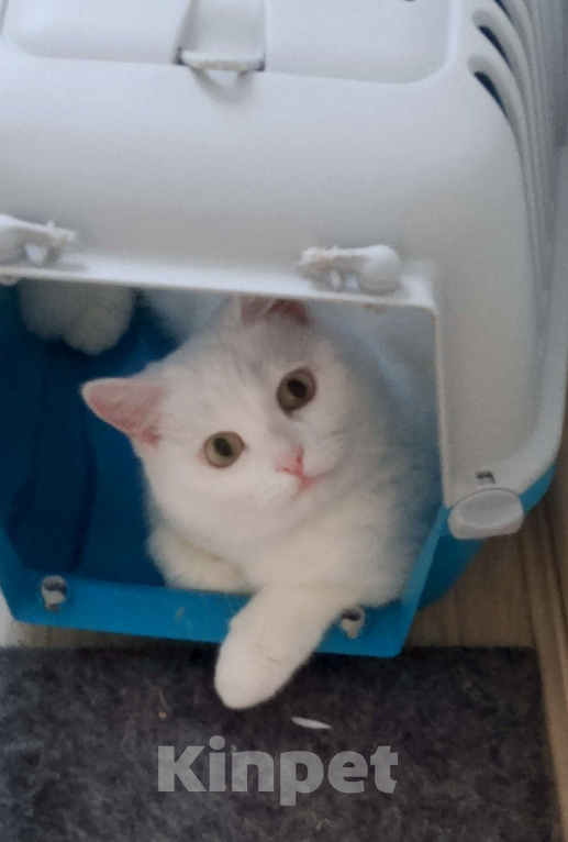 Кошки в Шелехове: Отдам взрослую кошку в добрые руки  Девочка, 100 руб. - фото 2