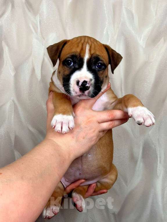 Собаки в Москве: Крутая девочка амстаффа  Девочка, 80 000 руб. - фото 4