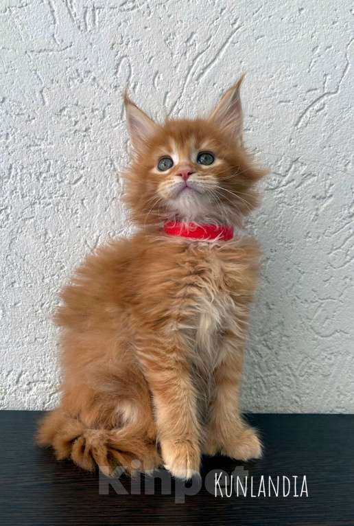 Кошки в Екатеринбурге: девочка полидакт Девочка, 35 000 руб. - фото 1