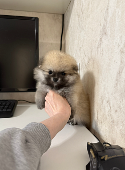 Мальчик крем-соболь